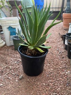 AGAVE or SUCCULENT??