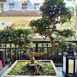 Fukien Tea Bonsai Tree