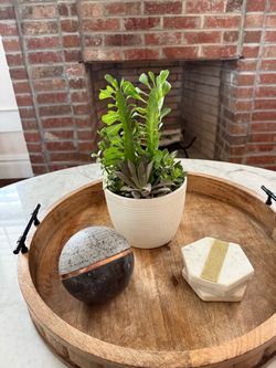Euphorbia & Mixed Succulent Arrangement in 5” Decorative Pot – $50