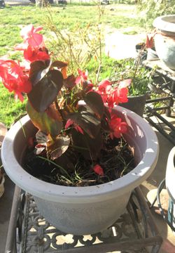 Plant