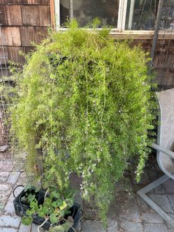 3’x5’ Fern
