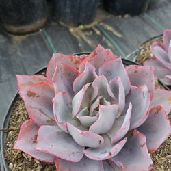 Echeverias After Glow