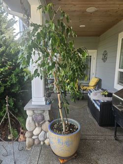 Indoor Plants, Ficus And Philodendron.