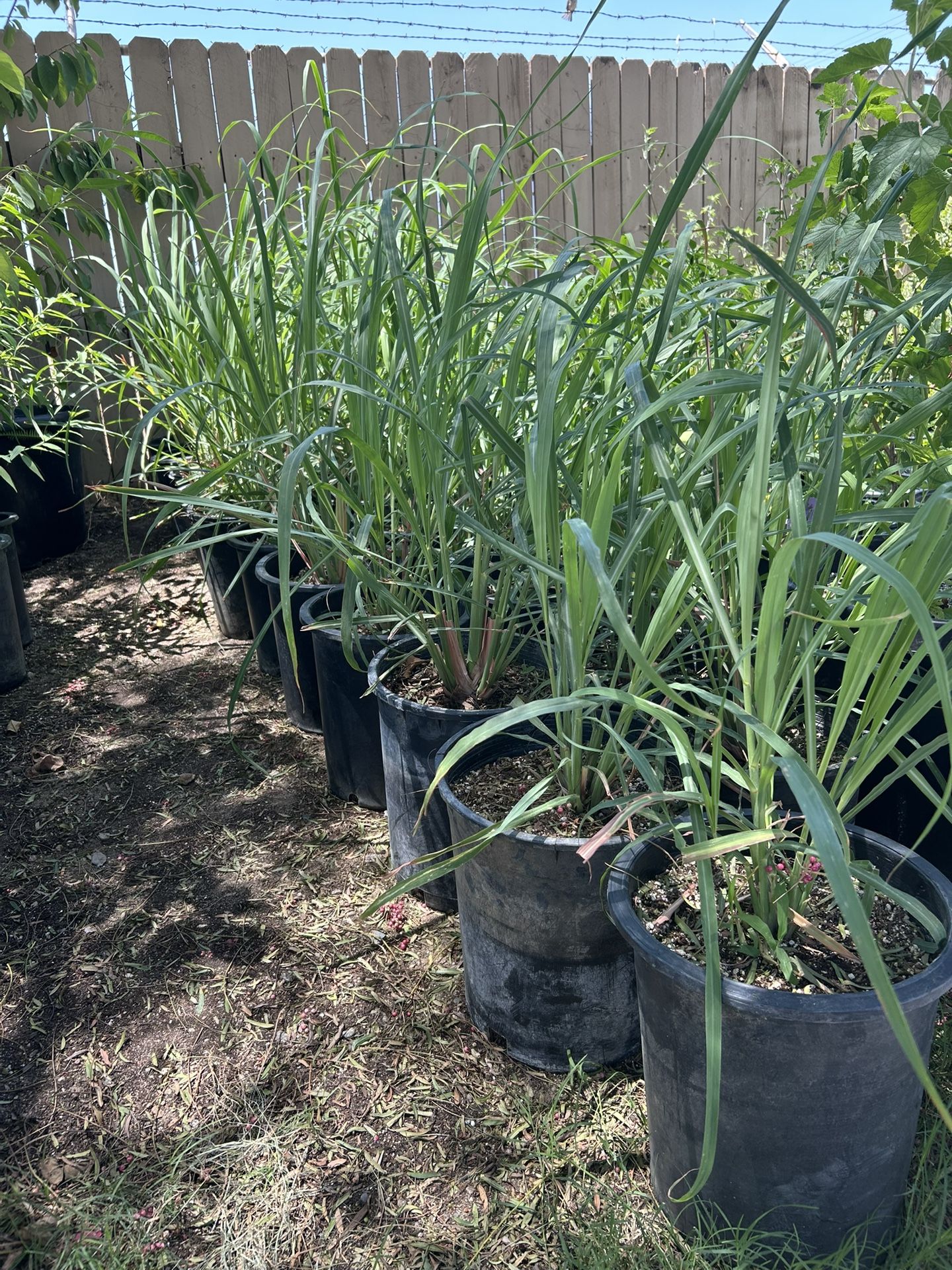 Lemon Grass / Te De Limon