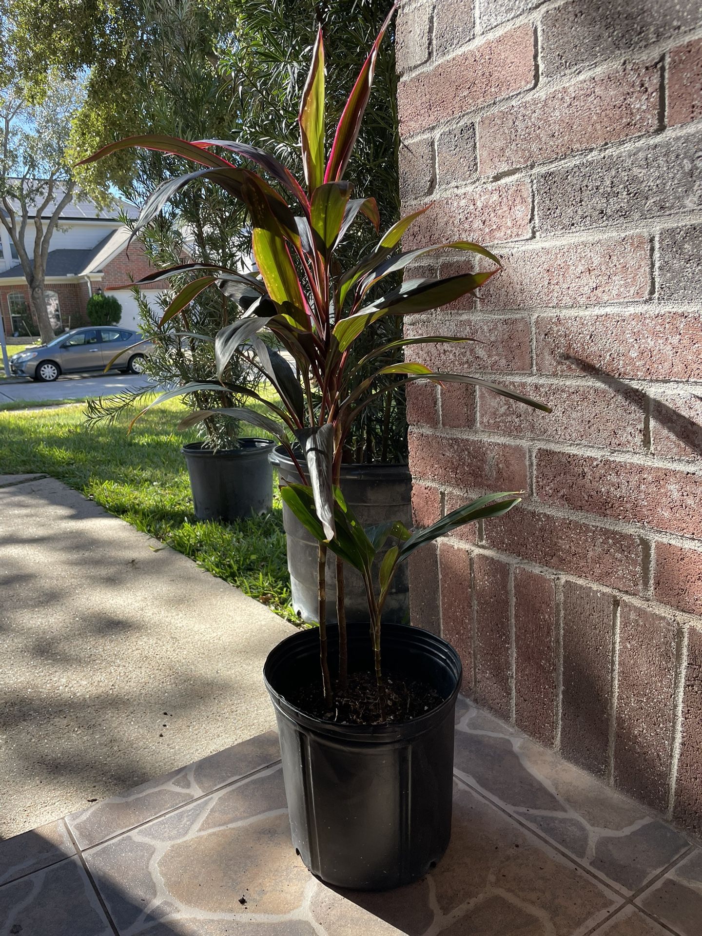 Red Sister Plant