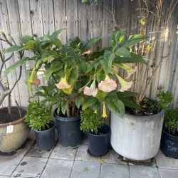 Plant For Sale