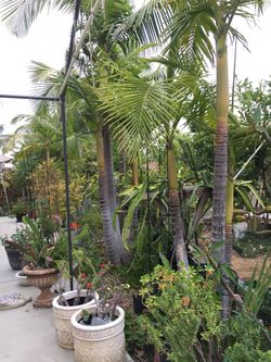 Palm trees $79 set of two or three palms . Bring your own shovel to dig them out.