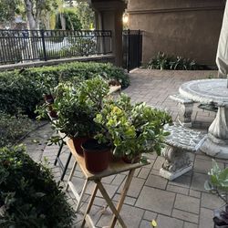 🪴 Over 50 Plants For Sale! 🌱