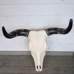 Steer Skull 