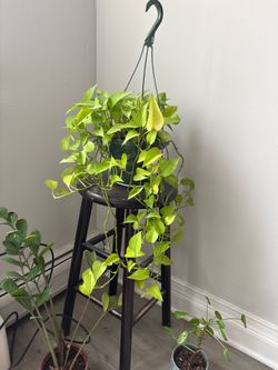 Neon Pothos Hanging Plant