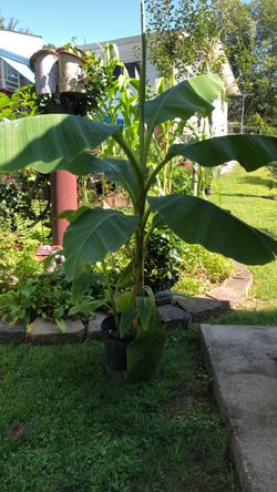 Hardy Banana Tree Plant in Pot