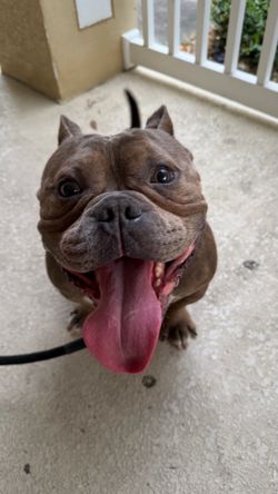 Casino the pocket bully