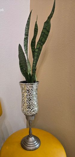 Suculenta