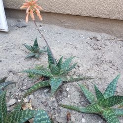 Succulents Agavi Aloe Plants