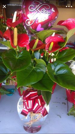 Planta natural de corazones.
