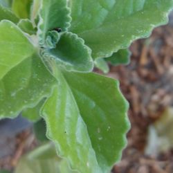 Vicks plant