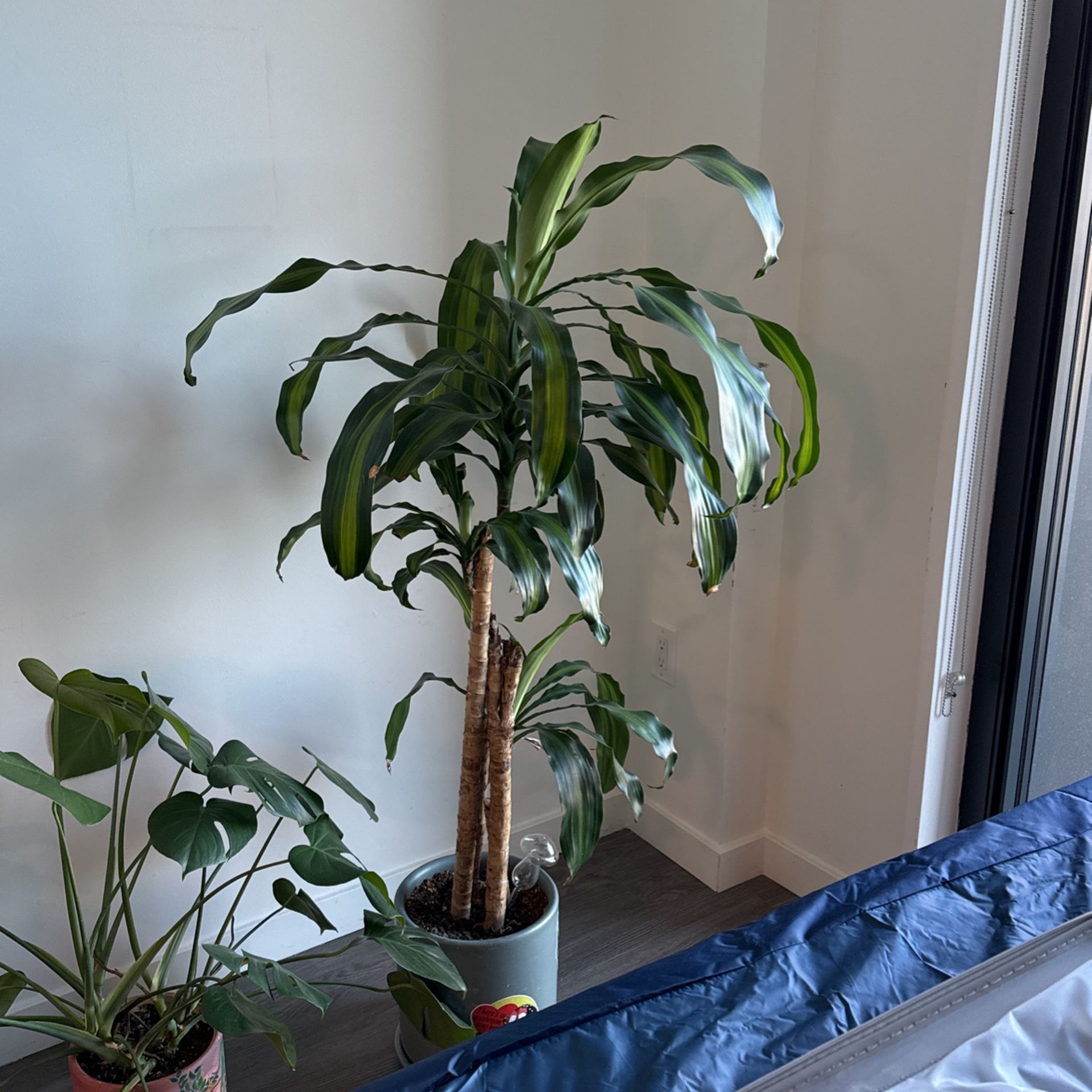 SELLING PLANT !!! 