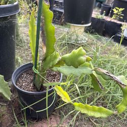 Potted Dragonfruit Plant