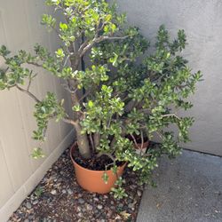 5’ Tall Potted Jade Plant 20” Pot