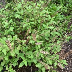 Tulsi Plant ( Holy Basil)