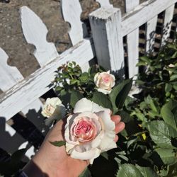 $80 MOONSTONE ROSE 🌿 15-gallon 