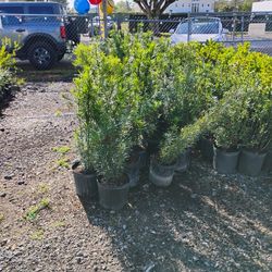 Maki Podocarpus Hedges On Sale $8