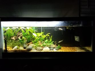 Aquarium fish tank