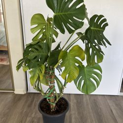 Big Monstera Houseplant 