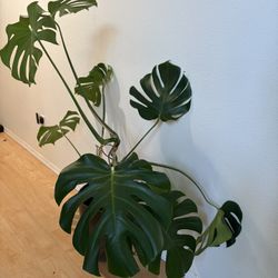 Mature Monstera Plant 