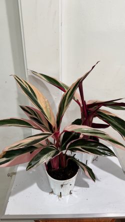 Calathea Triostar