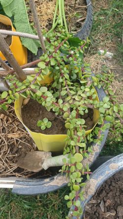 Planta. De jade $5