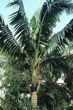 Neoveitchia storckii palm (Storck's Palm or Vilaito Palm)