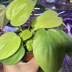 Rooted Lemon lime Philodendron In 4” Pot