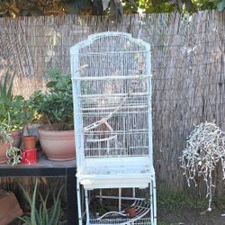 Bird Cage 