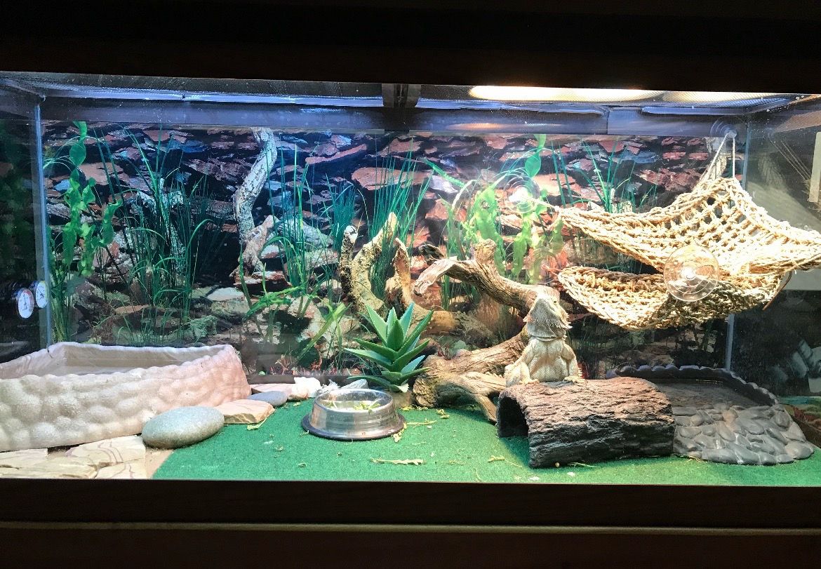 75 gallon aquarium