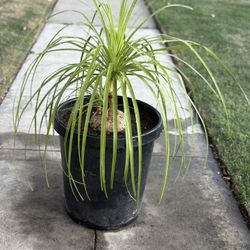 Elephant Leg Plant 🪴🌿🐘 XXL 