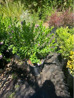 Giant sweet pea