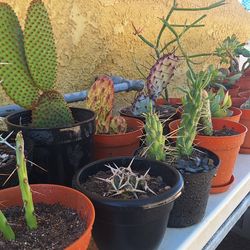 Plants Cactus Succulents