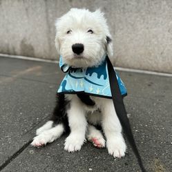 Puppy raincoat