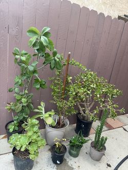 A lot of plants