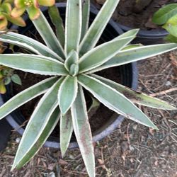 Agave Plant