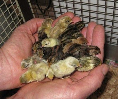 Fertile hatching eggs and chicks chickens hen chicken rooster egg baby chick coop barn Serama silkie Olandsk dwarf bantam