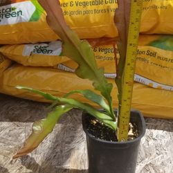 Queen Of The Night Cacti Plant,  Live,  9.5" Tall