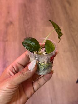 Alocasia Venom Tissue Culture