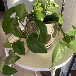 Live Healthy Plants With Pots