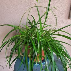 Beautiful Spider Plant In 10" Pot