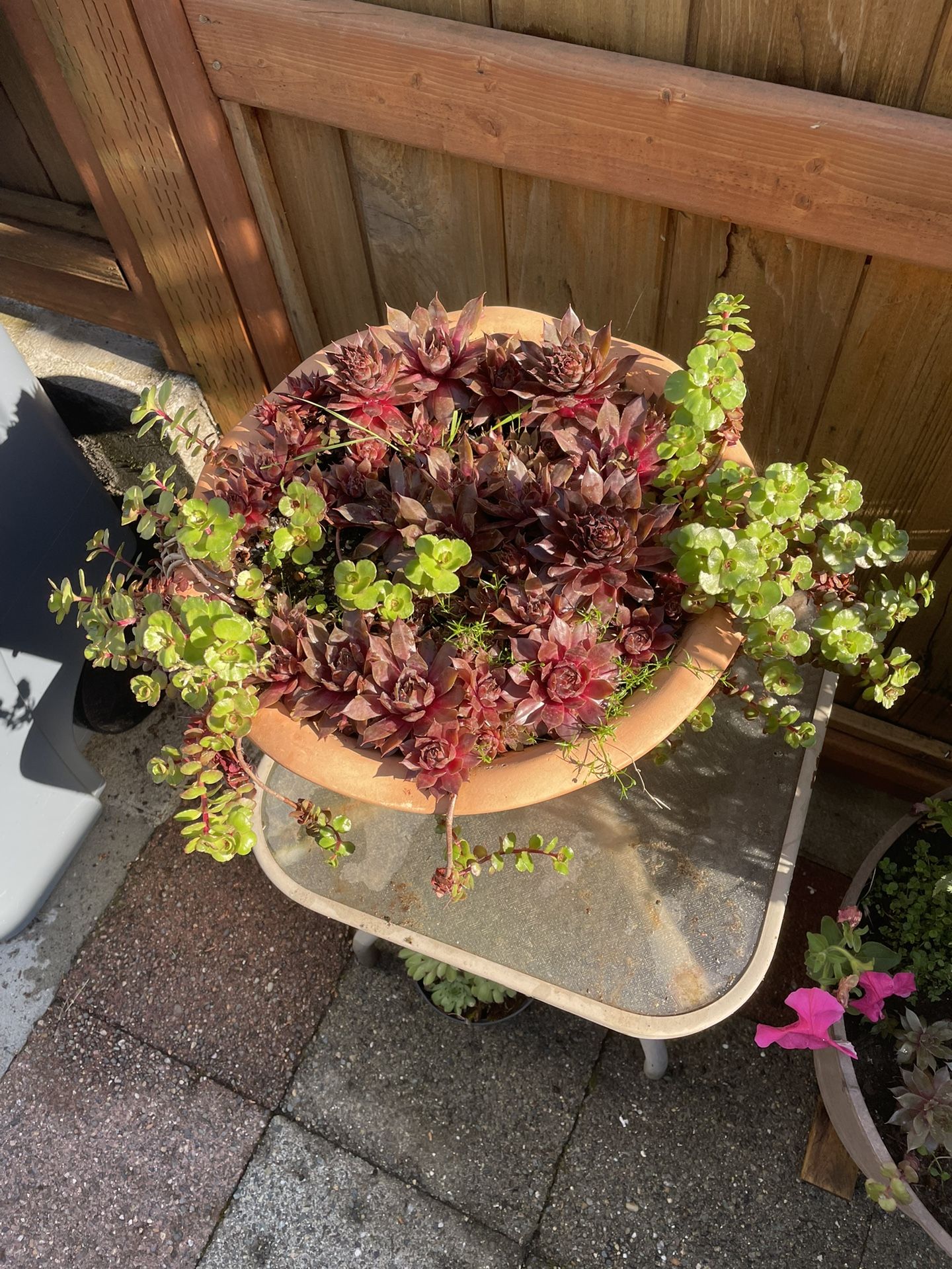 Succulents