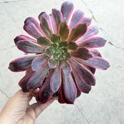 Aeonium Wedding Dress In 6” Pot 