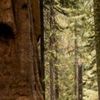 TreeBeard