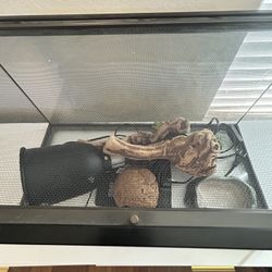 Complete Setup for a Snake